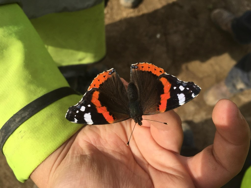Return of the Wood White Butterfly: Q&A with Dominique Cragg